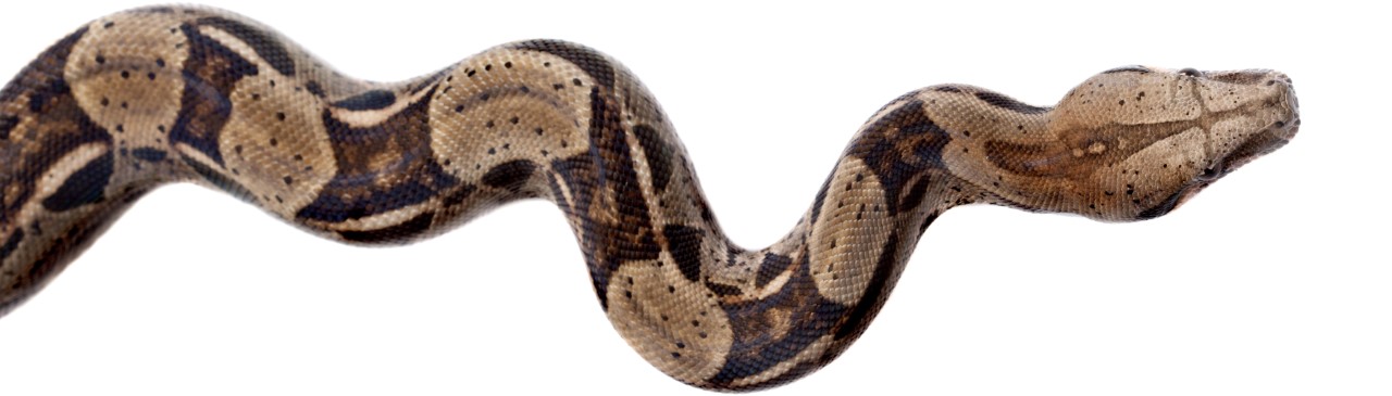 thumbnail_Snake 2 snake seen from above