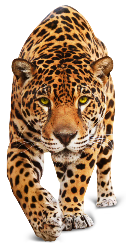 Jaguar jaguar looking straight ahead