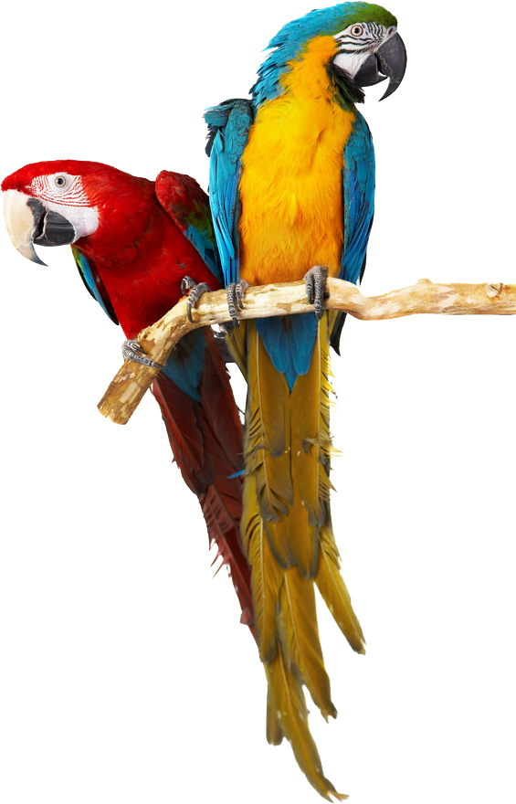 Parrot